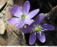 anemone acutiloba 049.jpg